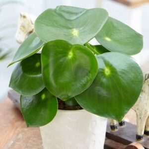 Peperomia polybotrya Raindrop