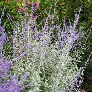 Perovskia Silvery Blue ('Lissvery') (PBR)