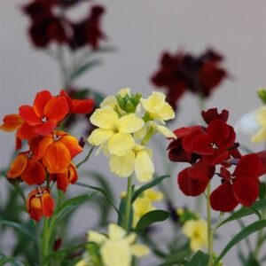 Persian wallflower collection