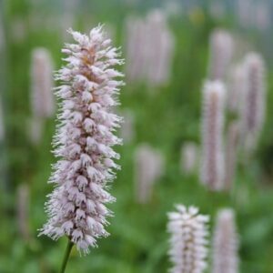 Persicaria amphibia