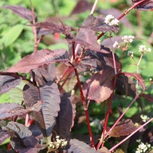 Persicaria microcephala Red Dragon (PBR)