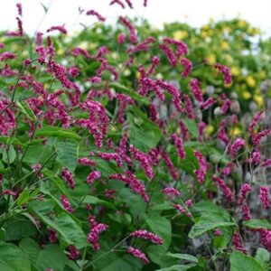 Persicaria orientalis Cerise Pearls