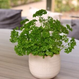 Petroselinum crispum Extra moss curled