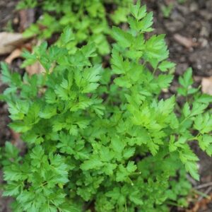 Petroselinum crispum var. neapolitanum