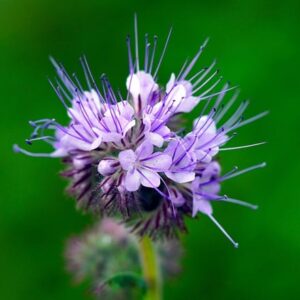 Phacelia tanacetifolia