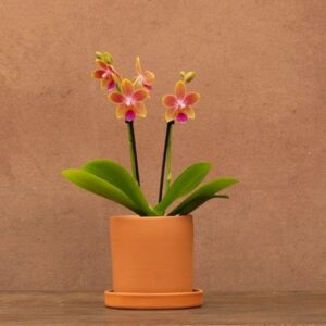 Phalaenopsis Aromio Spring