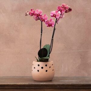 Phalaenopsis Asian Coral