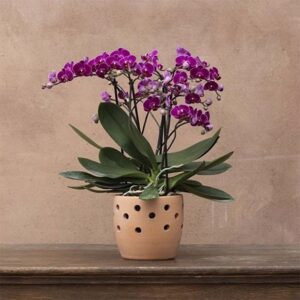 Phalaenopsis Bellissimo Amore