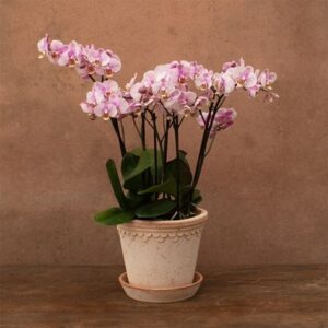 Phalaenopsis Bellissimo Angelo