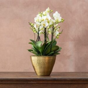 Phalaenopsis Bellissimo Bella