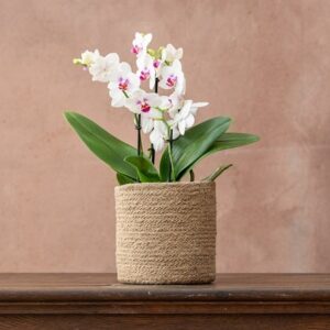 Phalaenopsis Boquetto Passione