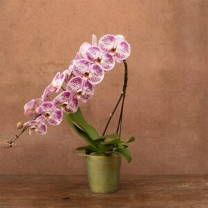 Phalaenopsis Formidablo Iguaza Falls