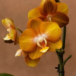 Phalaenopsis Las Vegas