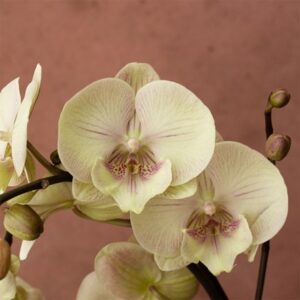 Phalaenopsis Optistar Turner