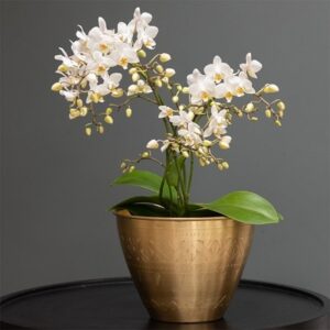 Phalaenopsis White Willd Orchid