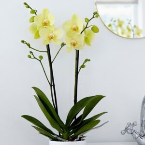 Phalaenopsis grandiflorum Alassio