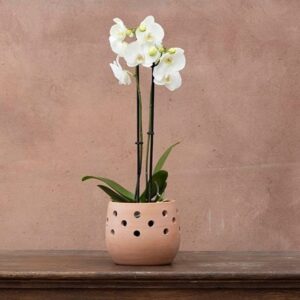 Phalaenopsis grandiflorum White
