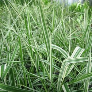 Phalaris arundinacea var. picta