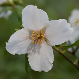 Philadelphus Belle Étoile