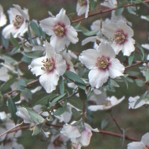 Philadelphus maculatus Sweet Clare