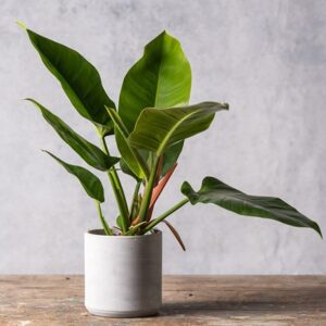 Philodendron Imperial Green