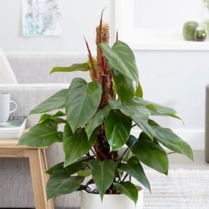 Philodendron erubescens Red Emerald