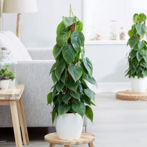 Philodendron scandens