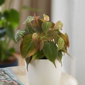 Philodendron scandens Micans