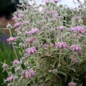 Phlomis italica
