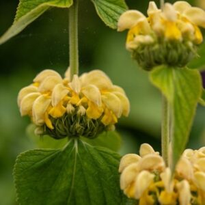 Phlomis russeliana