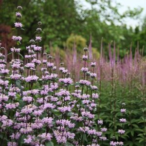 Phlomoides tuberosa Amazone