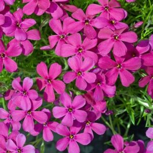 Phlox douglasii Crackerjack