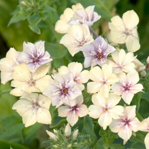 Phlox drummondii Crème Brûlée