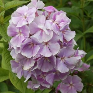 Phlox paniculata Franz Schubert