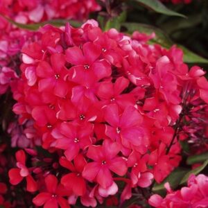 Phlox paniculata Starfire