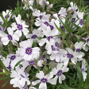 Phlox subulata Bavaria