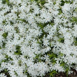 Phlox subulata Snowflake