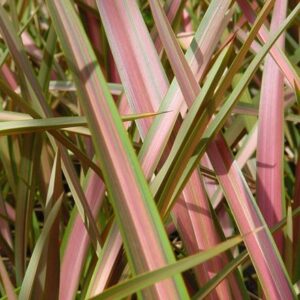Phormium Jester