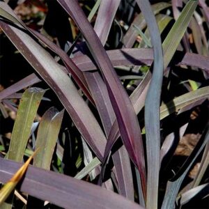 Phormium Platt's Black