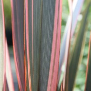 Phormium Sundowner