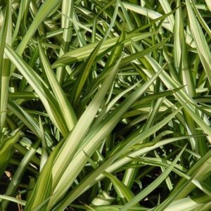 Phormium Yellow Wave