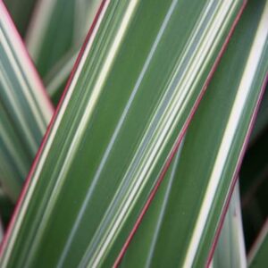 Phormium colensoi Tricolor