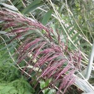 Phragmites australis