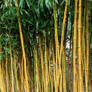 Phyllostachys aureosulcata f. spectabilis