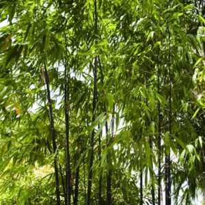 Phyllostachys nigra