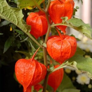 Physalis alkekengi var. franchetii