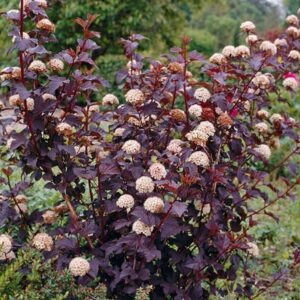 Physocarpus opulifolius Diabolo