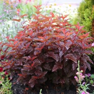 Physocarpus opulifolius Little Angel ('Hoogi016') (PBR)
