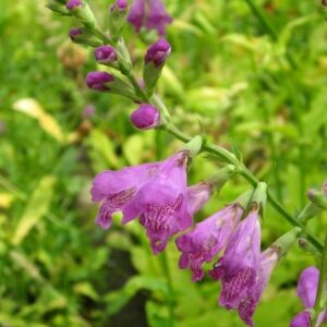 Physostegia virginiana