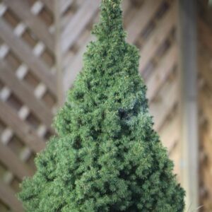 Picea glauca var. albertiana Conica